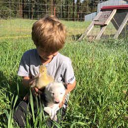 Border Collie Puppies from Simcoe Foothills Farm