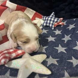 Washington - Buff and white Cockapoo puppy in Elgin, Texas from Good Grief Doodles