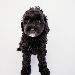 Kimmy - Black and white Cavapoo puppy in Arab, Alabama from ConkleDoodlePoos
