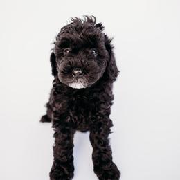 Kimmy - Black and white Cavapoo puppy in Arab, Alabama from ConkleDoodlePoos