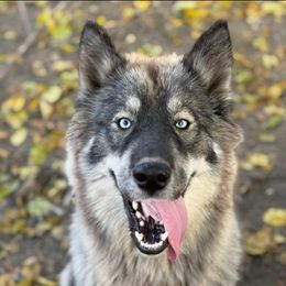 Storm - Siberian Husky