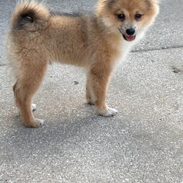 Pomeranian Puppies from Roxy's Pomeranian Puppies