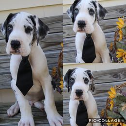 Great Dane Puppies from Cook’s Gentle Giants
