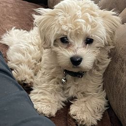 Maltipoo Puppies from Maltipoo_vegas