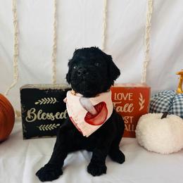 Pumpkin - Black female Goldendoodle puppy in Cedartown, Georgia from Loyal Doodles