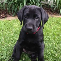 Labrador Retrievers from Barb's Labrador Retrievers