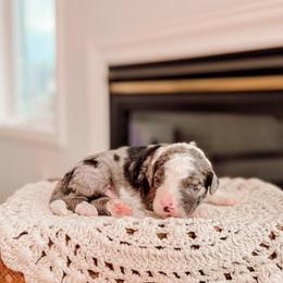Mint Green - Merle male Bernedoodle puppy in Cold Spring, Minnesota from A.N.A. Doodles