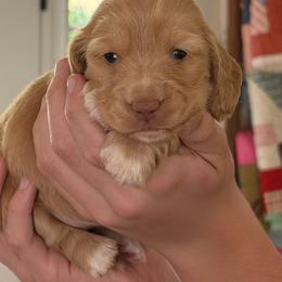 Ee Red Piebald - Red female Dachshund puppy in Morganton, North Carolina from Foothills Precious Paws
