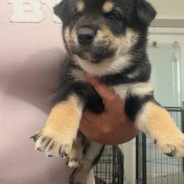 Ryuko-dragon child orange collar - Black and tan male Shiba Inu puppy in Lehigh Acres, Florida from SWFL Happy Dogs