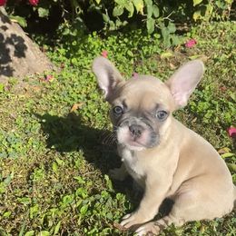French Bulldog Puppies from Lola’s Frenchies