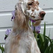 English Setters from Mary Nowak