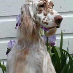 English Setters from Mary Nowak