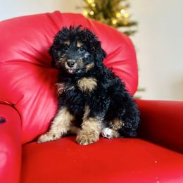 Cosmo - male Golden Mountain Doodle puppy in Twin Falls, Idaho from Burrow & Bone