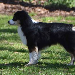 Miniature American Shepherd Puppies from Dreamcatcher