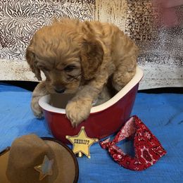 Cockapoo Puppies from Country J Canines