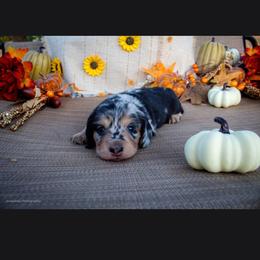 Black and Cream Dapple Girl - Dapple female Dachshund puppy in Choctaw, Oklahoma from TS Performance Horses & Dachshunds