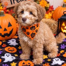 Hazel - Apricot female Schnoodle puppy in Placerville, California from Rpuppies