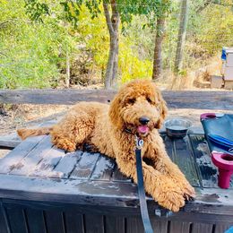 Goldendoodle All Grown Up from Doo a Little Doodle