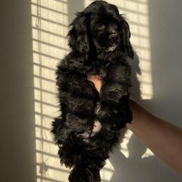 Cocker Spaniel Puppies from SassyCockerG