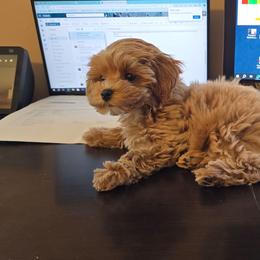Maltipoo All Grown Up from Minipaws kennel