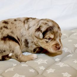 Miniature Australian Shepherd Puppies from Raised Right Pups