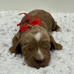 Red boy - Red male Cavapoo puppy in Waskom, Texas from Pearls & Curls doodles & poodles