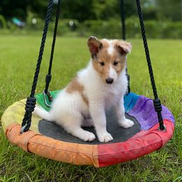 Daisy - White merle female Collie puppy in St Augustine, Florida from Saltwater Collies LLC