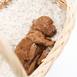 Green collar boy - Red  male Goldendoodle puppy in Spokane, Washington from Dream Doodles in Spokane WA