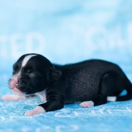 Chinese Crested puppies from Qilin Chinese Crested