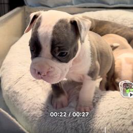 Junior - Blue brindle male American Staffordshire Terrier puppy in Cosby, Tennessee from Edelhaus Kennel