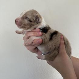 Bailey - Red merle female Australian Shepherd puppy in Weeki Wachee, Florida from Ace of Spades Australian Shepherds