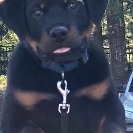 French Bulldogs and Rottweilers from Vom Schwarzen-Eis Rottweilers