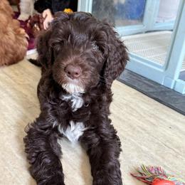 Charm - Brown male Bernedoodle puppy in Henrico, Virginia from Paws 4 Doodles, LLC