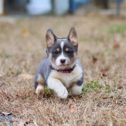 Girl 2 - Blue female Pembroke Welsh Corgi puppy in Ocala, Florida from Dolan Farms Corgis