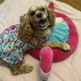 Cocker Spaniel All Grown Up from Trulove Cocker Spaniels