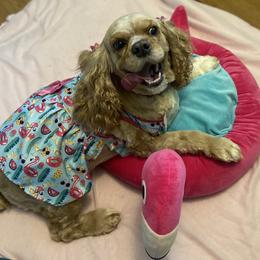 Cocker Spaniel All Grown Up from Trulove Cocker Spaniels