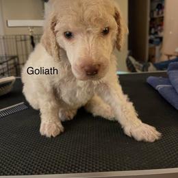 Goliath - Poodle puppy in Kentucky from Stacey's Poodles