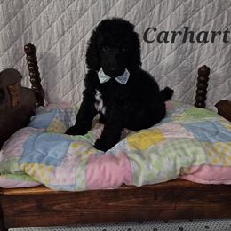 Carhartt - Black male Poodle puppy in Poplar Bluff, Missouri from Jazzy's Standards poodles