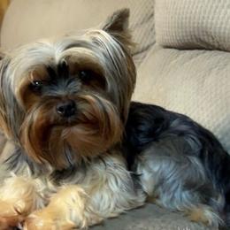 Gracie - Yorkshire Terrier