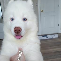 Hogan - White male Siberian Husky puppy in Savannah, Georgia from Stacy's Siberian Huskies