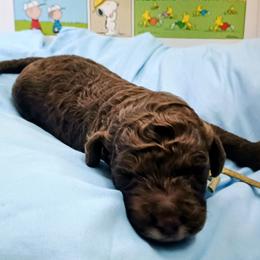 Schroeder - Chocolate male Australian Labradoodle puppy in Atascadero, California from Classic Poodles and Doodles