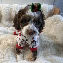 Mocha (hot pink) - Brown white and tan female Cockapoo puppy in West Haven, Utah from Harper Haven Cavapoos & Doodles