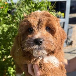 Frost - Red male Cavapoo puppy in Tucson, Arizona from Adored Poodle & Doodles