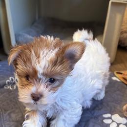 Major - Parti male Yorkshire Terrier puppy in Lyle, Washington from Sport Yorkie