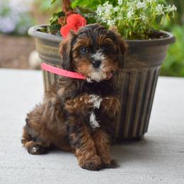 Paige - Black and tan female Cavapoo puppy in Gap, Pennsylvania from Country View Puppies ( License 18816)