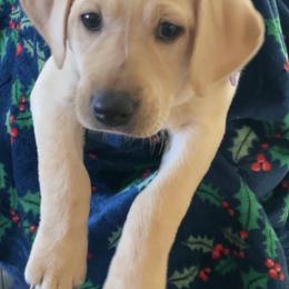 5th Pick Female - Yellow female Labrador Retriever puppy in Las Vegas, Nevada from Lucky Labrador Retrievers