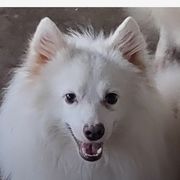 Finn - American Eskimo Dog