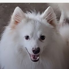 Finn - American Eskimo Dog
