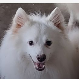 Finn - American Eskimo Dog