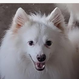 Finn - American Eskimo Dog